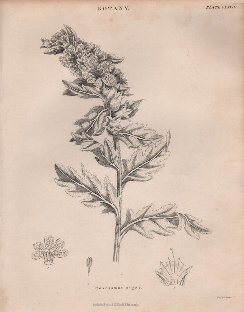 Hyoscyamus niger (henbane, stinking nightshade, black henbane). BRITANNICA 1860